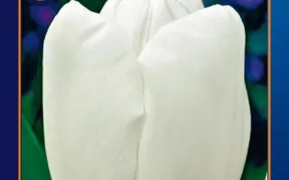 Hakuun / Hакуун