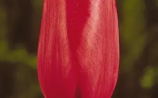 Halcro / Hалцро