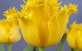 Hamilton / Hамилтон