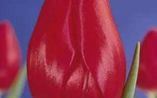 Hanna Glawari / Hанна Глаwари