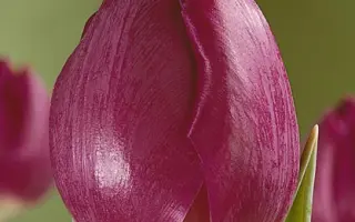 Hans Anrud / Hанс Анруд