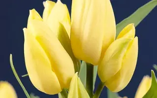 Hans Dietrich Genscher / Hанс Диэтрич Гэнсчэр