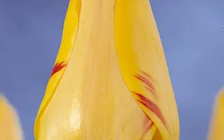 Hans Mayer / Hанс Маьэр