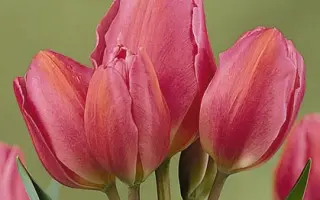 Happy Family / Hаппь Фамиль