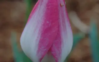 Hatsuzakura / Hатсузакура