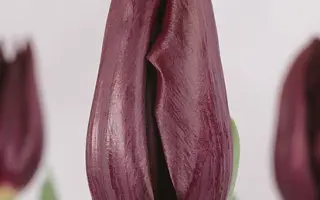 Havran / Hавран