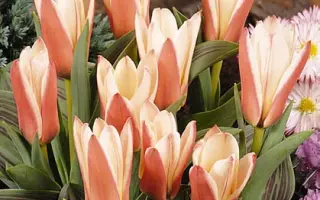 Heart's Delight / Hэарт'с Дэлигhт