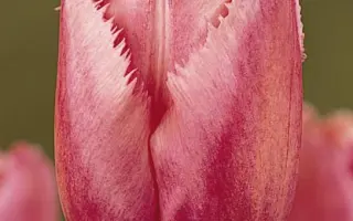 Heidrun Harden / Hэидрун Hардэн