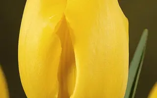 Helios / Hэлиос