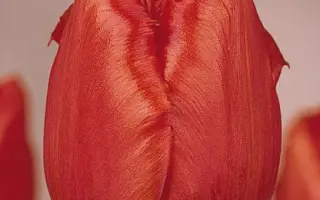 Hellas / Hэллас