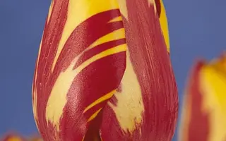 Helmar / Hэлмар