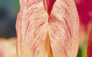 Hemisphere / Hэмиспhэрэ