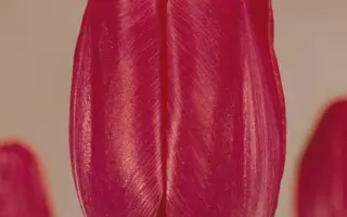 Henk van Os / Hэнк ван Ос