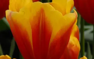 Hennie van de Most / Hэнниэ ван дэ Мост