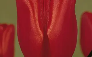 Henry Dunant / Hэнрь Дунант