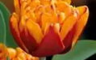 Herman Emmink / Hэрман Эмминк