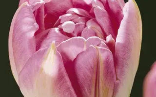 Hermione / Hэрмионэ