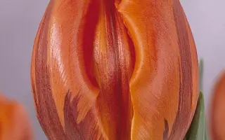 Hermitage / Hэрмитагэ