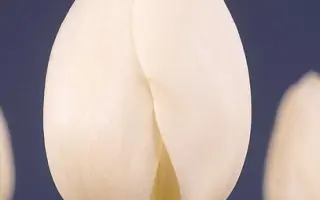 Hibernia / Hибэрниа