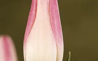 High Noon / Hигh Ноон