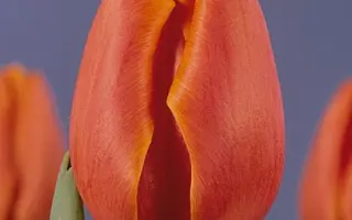 High Society / Hигh Социэть