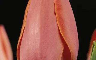 Hildegard Knef / Hилдэгард Кнэф