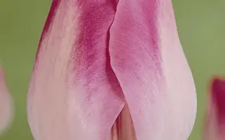 Hillary Clinton / Hилларь Цлинтон