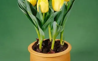 Hillstar / Hиллстар