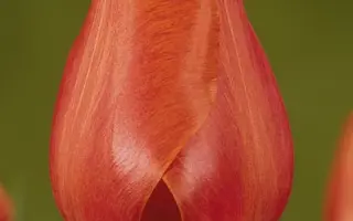 Hisalis / Hисалис