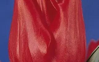 Hitachi / Hитачи