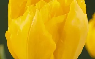 Hoangho / Hоангhо