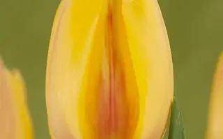 Hocus Pocus / Hоцус Поцус