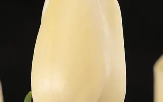 Hofstra University / Hофстра Унивэрсить