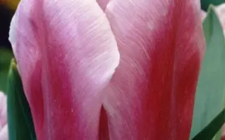 Holland Beauty / Hолланд Бэауть