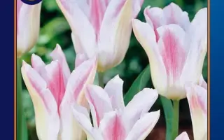 Holland Chic / Hолланд Чиц