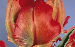 Holland Happening / Hолланд Hаппэнинг