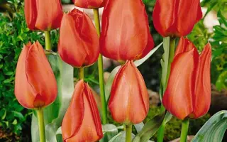 Holland National / Hолланд Натионал