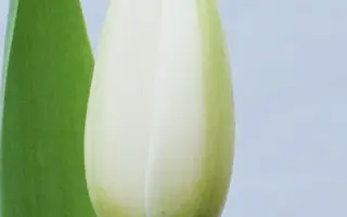 Holland Snow / Hолланд Сноw