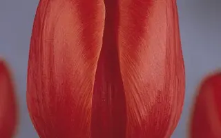 Hollandia / Hолландиа