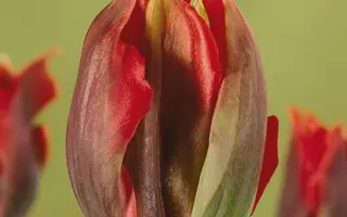 Hollywood / Hолльwоод