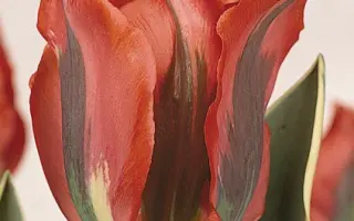 Hollywood Star / Hолльwоод Стар