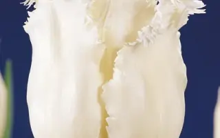 Honeymoon / Hонэьмоон