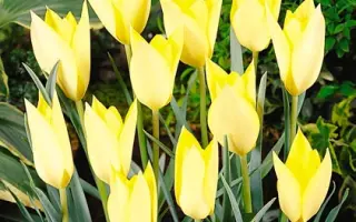 Honky Tonk / Hонкь Тонк