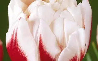 Horizon / Hоризон