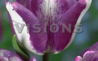 Hot Pants / Hот Пантс