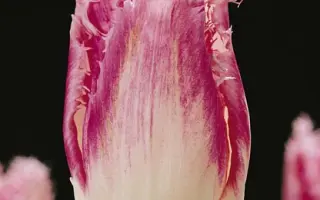 Huis Ten Bosch / Hуис Тэн Босч