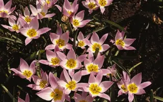 Humilis / Hумилис