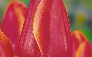 Hunter / Hунтэр