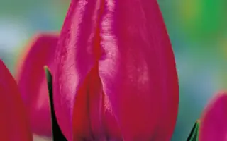 Huntsville / Hунтсвиллэ