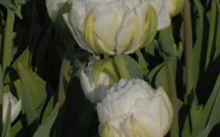 Ice Age / Ицэ Агэ